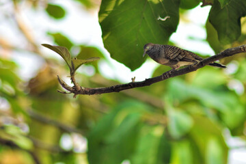Obraz premium bird on a branch