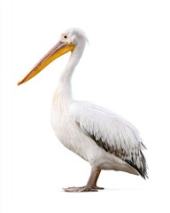 Obraz premium A graceful white pelican standing elegantly.