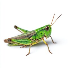 Close-up of a vibrant green grasshopper.