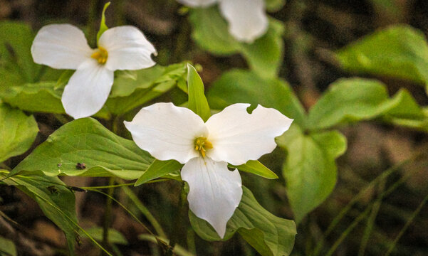 Close-up of White Trillium (Trillium grandiflorum) wildflower blooming in a woodland forest during spring.