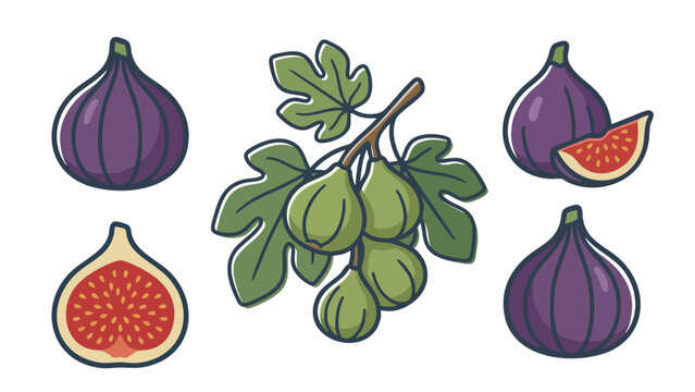 Fig Fruit Icons Set Cartoon Style Whole Cut Slice and Branch