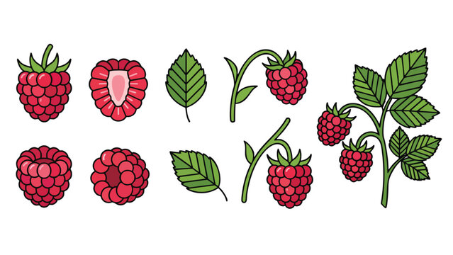 Raspberry Icons Set Whole Half Berry Branch Leaf