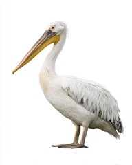 Fototapeta premium Graceful white pelican standing proudly.