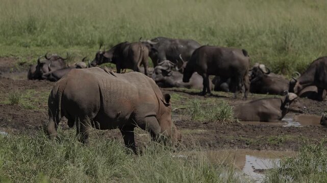 A rhinoceros walking through savannah grass in a wildlife reserve, oxpeckers perched on its back feeding on parasites, with a blurred herd of buffalo in the background under open African sky.