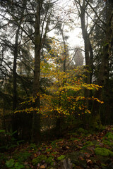 Obraz premium autumn in the forest