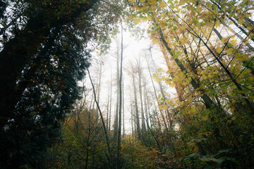 sun shining through trees