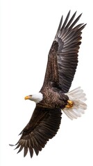Obraz premium Bald eagle soaring with majestic wings spread wide.