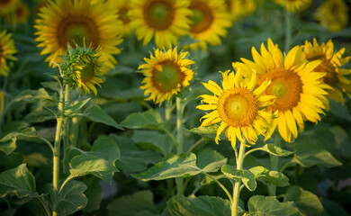 Obraz premium yellow sunflowers blooming in a vast field under sunny sky. Summer agriculture, nature landscape, and floral background concept