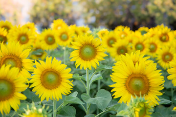 Obraz premium Beautiful vibrant yellow sunflowers blooming in a vast field under sunny sky. Summer agriculture, nature landscape, and floral background concept