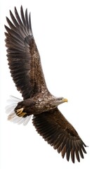 Obraz premium Majestic eagle soaring in the clear sky.