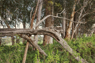 australian bushland scene with fallen eucalyptus tree