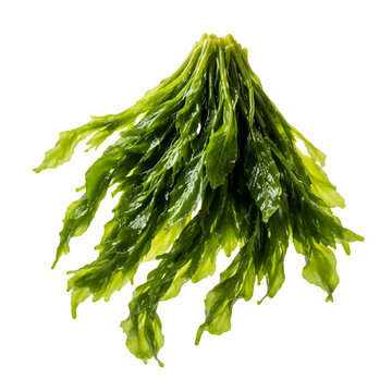 Fresh Green Seaweed Bunch