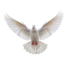 Fototapeta premium Graceful white dove in mid-flight against a plain background