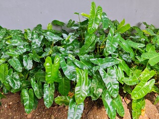 Philodendron plant © lcwang
