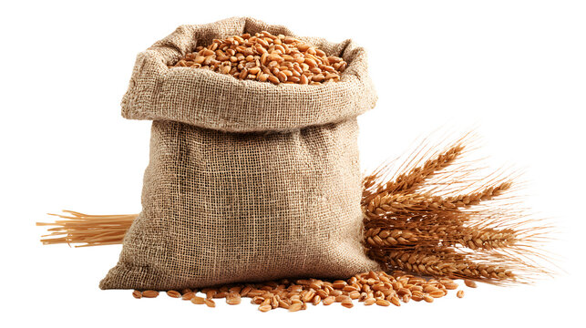 Burlap sack filled with wheat grains, rustic harvest and agriculture theme isolated on white background