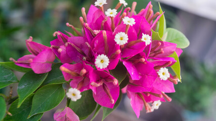 Obraz premium The flowers in the image appear to be a species or hybrid of Bougainvillea, possibly Bougainvillea spectabilis or Bougainvillea glabra. Taken from Las Pinas, NCR, Philippines.