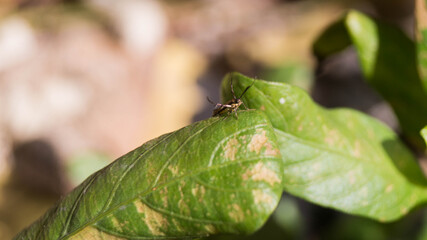The insect in the image appears to be a Saptha divitiosa moth. Taken from Las Pinas, NCR, Philippines.