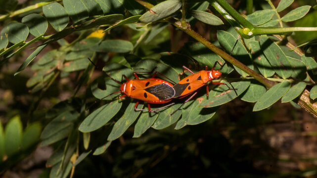 A photograph of red cotton stainer bugs mating. Taken from Las Pinas, NCR, Philippines.