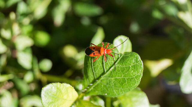 A photograph of a red cotton stainer insect on top a heart-shaped leaf. Taken from Las Pinas, NCR, Philippines.