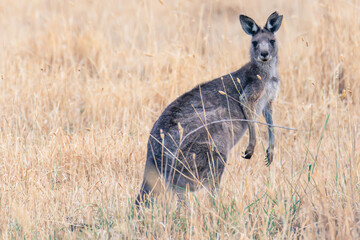 Eastern Grey Kangaroo Among the Summer Grasses