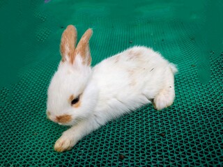 white rabbit on a blue background