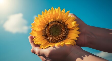 Hands holding vibrant sunflower against bright blue sky