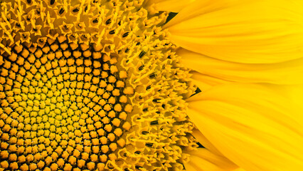 Extreme close up of a sunflower head showing detailed seed pattern and bright yellow petals, vibrant floral macro background under natural light. © ภัทรดนัย บุญชูเดชะ