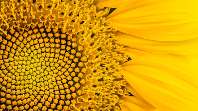 Extreme close up of a sunflower head showing detailed seed pattern and bright yellow petals, vibrant floral macro background under natural light.