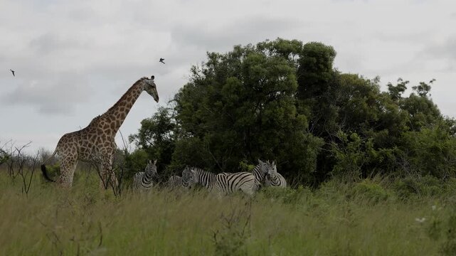 A giraffe standing calmly in a national park while a herd of zebras runs behind it, creating a dynamic contrast of motion and stillness across the sunlit African savannah.