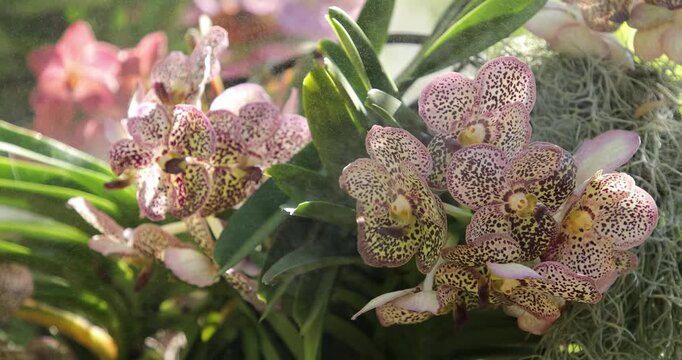 Exotic orchids in full bloom showcasing vibrant colors and intricate patterns in a tropical garden