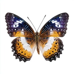 Obraz premium Colorful butterfly with intricate wing patterns.