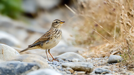 A bird in a natural landscape