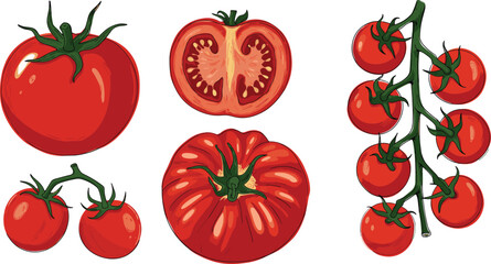 Colorful hand drawn vector illustration of fresh red tomatoes including a whole tomato half slice cherry tomatoes on the vine and heirloom variety © MdGolam