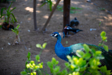 Obraz premium Vibrant Indian Peacock - Exotic Blue Wildlife Nature Portrait