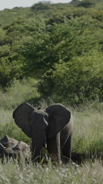 An African elephant walking across a national park at golden sunset, illuminated by warm evening light, highlighting its majestic silhouette, calm movement, and the timeless beauty of the wild