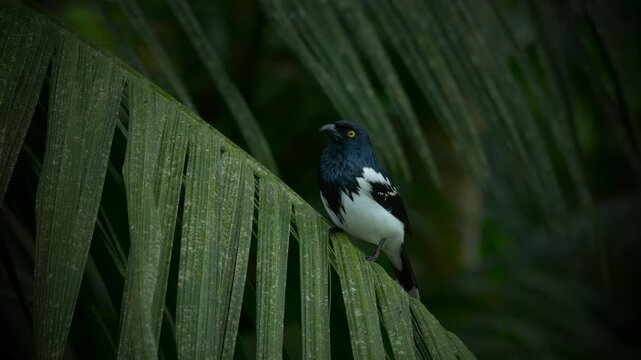 Magpie Tanager (Cissopis leverianus) perched on palm frond in tropical rainforest