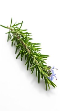 Fragrant Needle