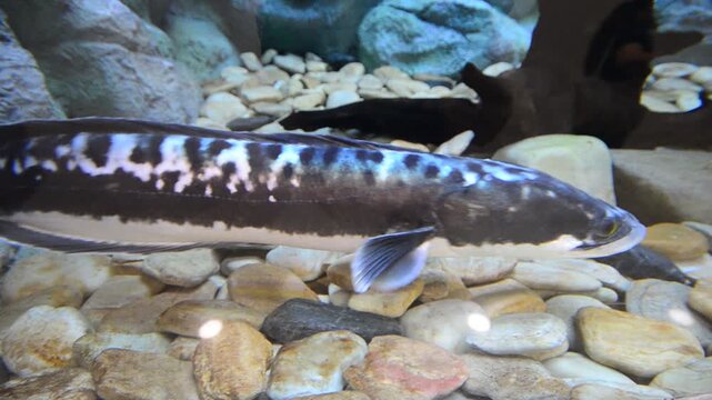 Giant Snakehead Fish Swimming Over Pebbles in a Large Freshwater Tank