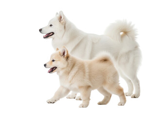 Fototapeta premium Two adorable white samoyed dogs playing together joyfully isolated on transparent background