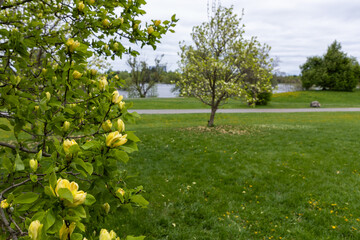 Public park with yellow magnolia trees near lake in Ottawa, Canada. © Iryna