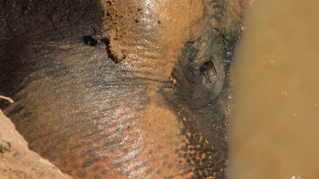 Extreme Close Up of Asian Elephant Bathing in Muddy Water