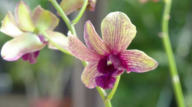 Macro Close Up of Yellow and Purple Tropical Orchid Flowers