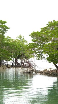 Lush Mangrove Trees Reflecting in Calm Tropical Lagoon Water in Palau