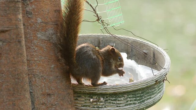 Finlayson Squirrel Eating Food at Rubber Tree Tap Cup - Wild Rodent Wildlife in Tropical Garden Habitat