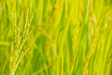 Close Up of Ripe Golden Rice Grain with Blurred Rice Field Background