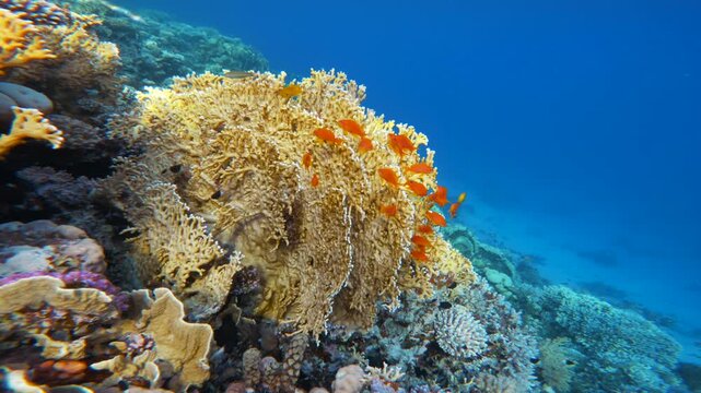 Yellow fire coral with small red reef fish in Red Sea 