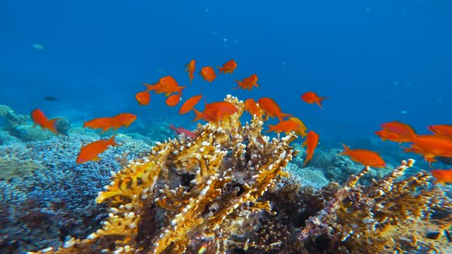 Close up of Red Fairy Anthias reef fish above yellow fire coral head in blue transparent water of Red Sea in Egypt. Cinematic underwater landscape