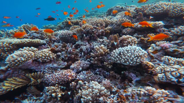 Fast close up motion above dense coral reef with many Red Fairy Anthias fish in Red Sea. Cinematic underwater landscape