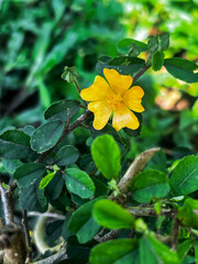 A beautifull tiny yellow wild flower blooming in the garden, known as arrowleaf sida or sidaguri. Sida rhombifolia