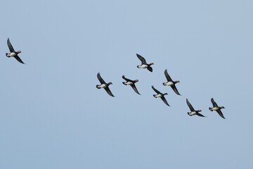 Obraz premium Mandarin Ducks flying in formation under the blue sky